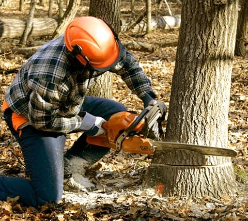 Tree Removal in Roanoke, LA